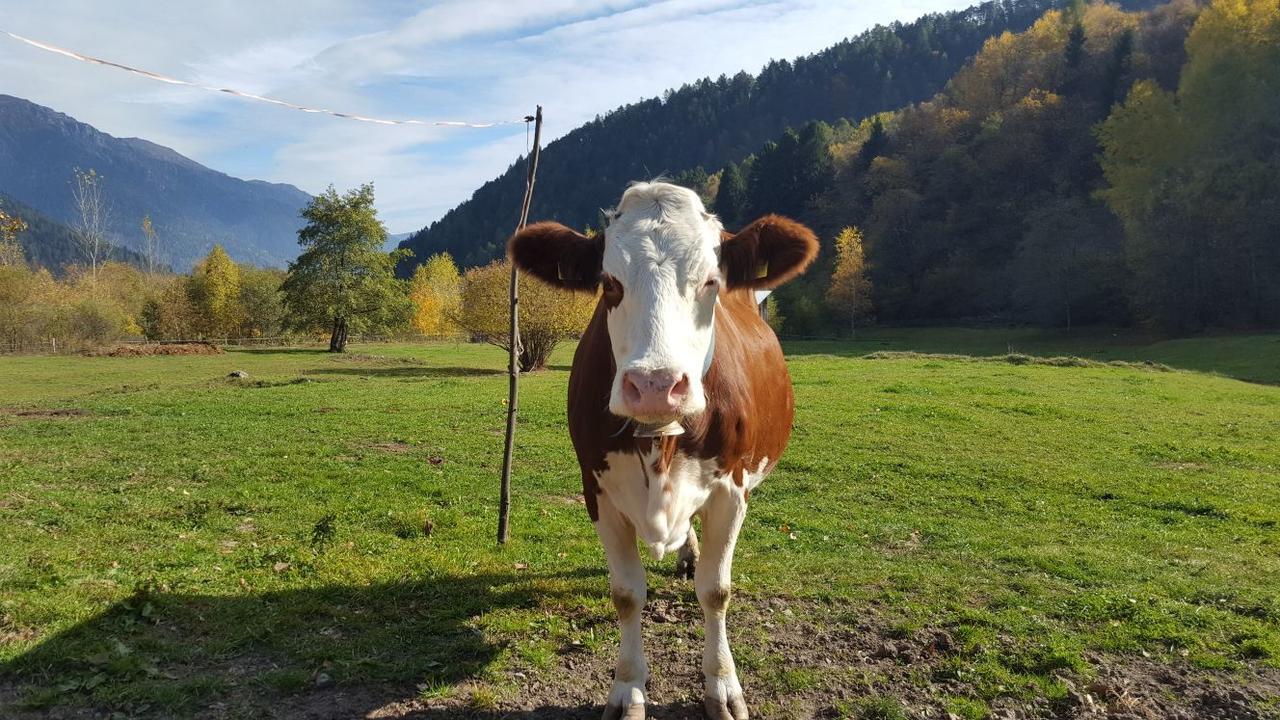 Agriturismo Fattoria Dalcastagne Torcegno Eksteriør bilde